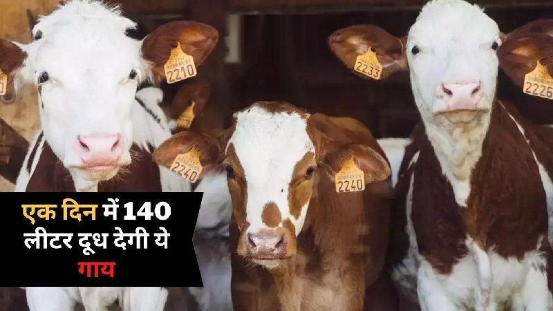 cow, china, Super cow china, china experiment on cow, Interesting News Today,interesting news today in the world, china experiment Super cow, China Super Cow News, Chinese Scientists Made Super Cows, China Super Cow Cloning, Super Cow, what is Super Cow, world news,गाय, चीन, सुपर काऊ चीन, गाय पर चीन के प्रयोग, रोचक समाचार, दुनिया, दिलचस्प समाचार, चीनी वैज्ञानिकों ने बनाई सुपर गाय, चीन सुपर गाय क्लोनिंग, सुपर गाय, क्या है सुपर काऊ, विश्व समाचार