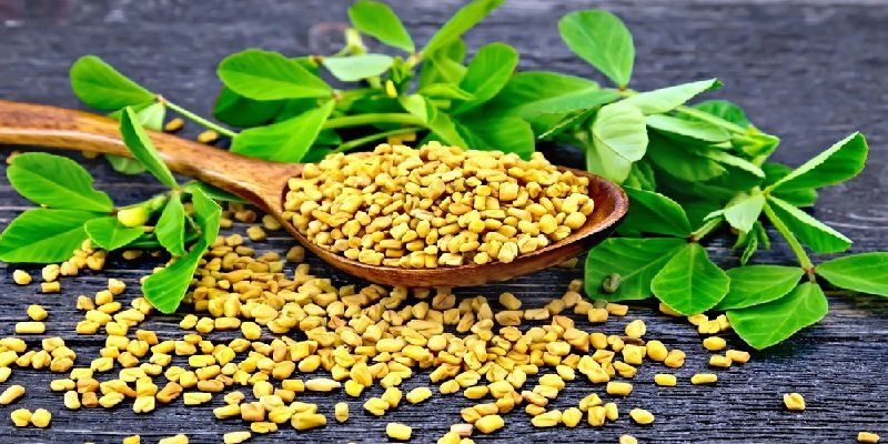 Fenugreek