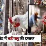 झारखंड में Bird Flu Virus का कहर: रांची में 920 पक्षियों की मौत, अलर्ट जारी कर सख्त कदम उठाए गए