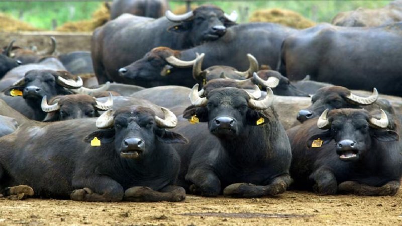 buffaloes