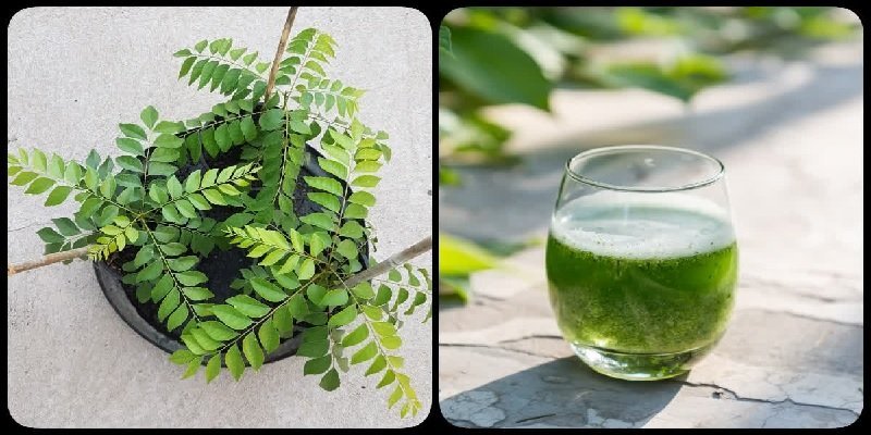 curry leaves water benefits