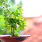 Benefits of Consuming Tulsi Leaves