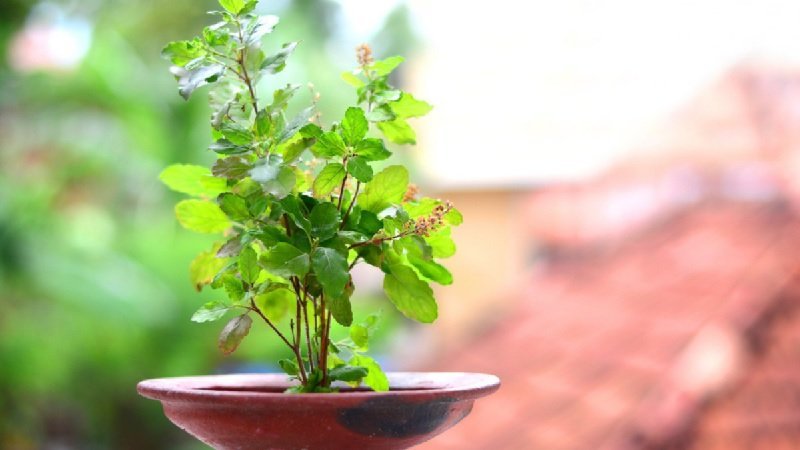 Benefits of Consuming Tulsi Leaves