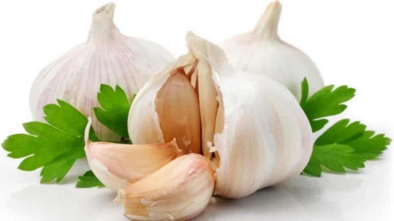 Garlic